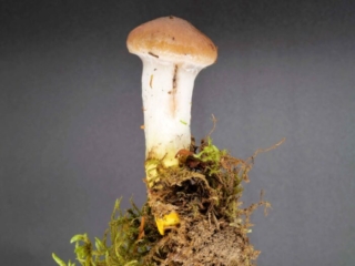 Gomphidius glutinosus &ndash; Kuhmaul, auch Gro&szlig;er Schmierling oder Gelbfu&szlig; genannt