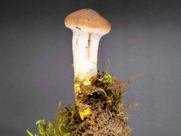 Gomphidius glutinosus – Kuhmaul, auch Großer Schmierling oder Gelbfuß genannt