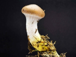 Gomphidius glutinosus &ndash; Kuhmaul, besitzt ein schleimigen Hut