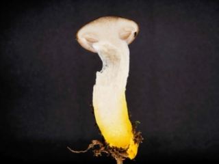 Gomphidius glutinosus &ndash; Kuhmaul, arttypisch die gelbe Stielbasis