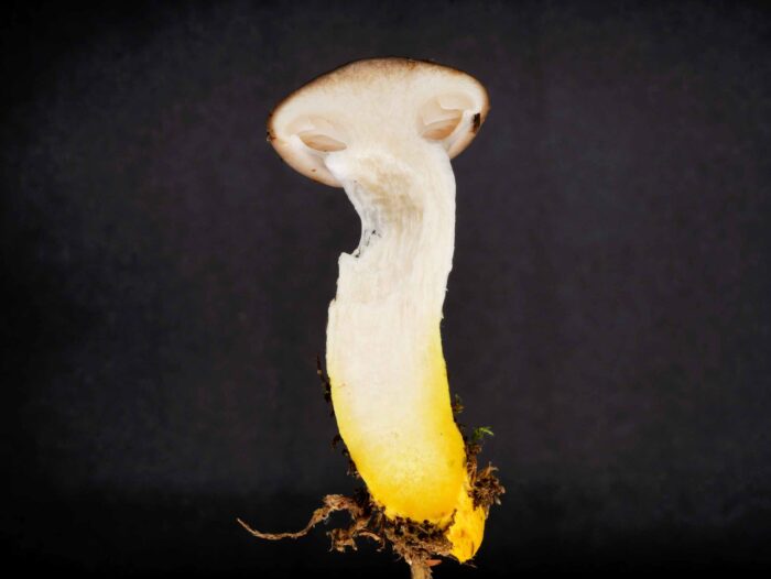 Gomphidius glutinosus – Kuhmaul, arttypisch die gelbe Stielbasis