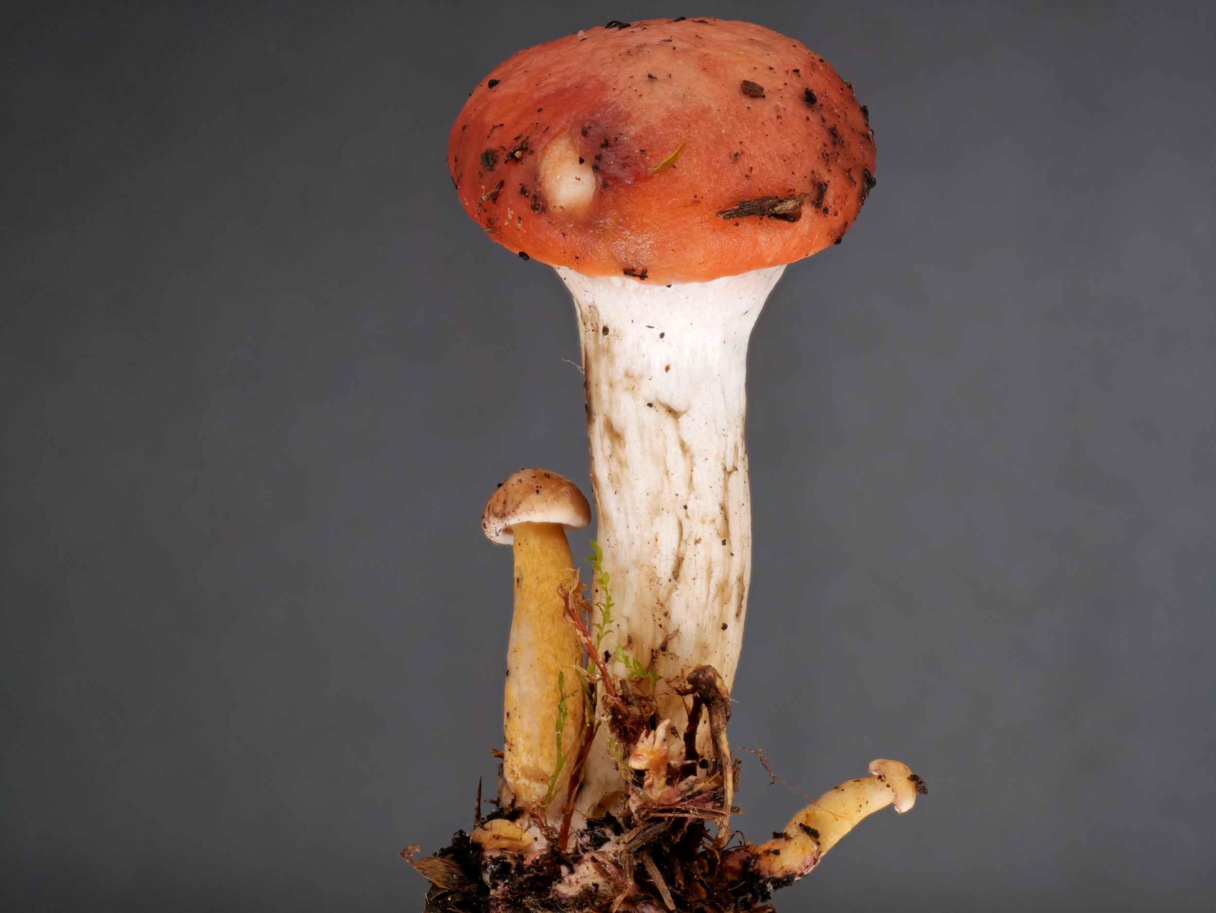 Gomphidius roseus – Rosenroter Schmierling