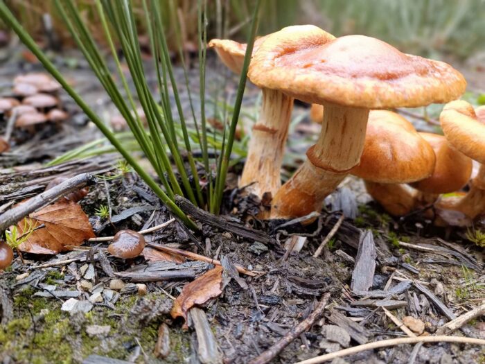 Gymnopilus junonius – Beringter Flämmling, deutlich ist der namensgebende Ring zu sehen