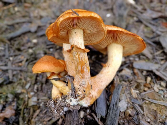Gymnopilus junonius – Beringter Flämmling, Blick auf Ring und Lamellen