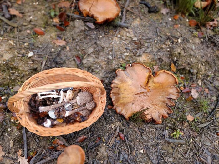 Gymnopilus junonius – Beringter Flämmling, Größenvergleich zu Parasolpilzen im Pilzkorb