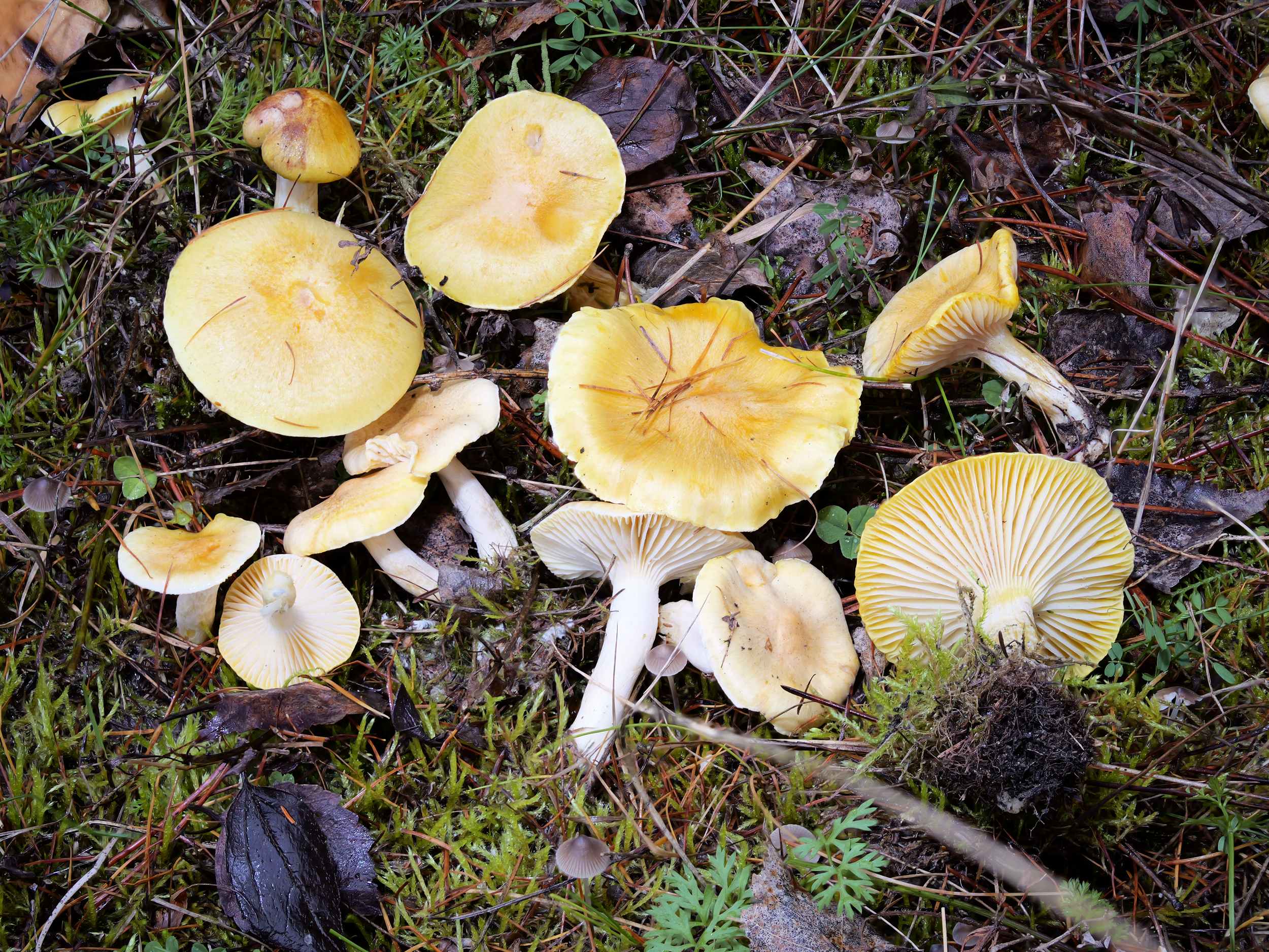 Hygrophorus lucorum – Ockerfarbener Lärchenschneckling