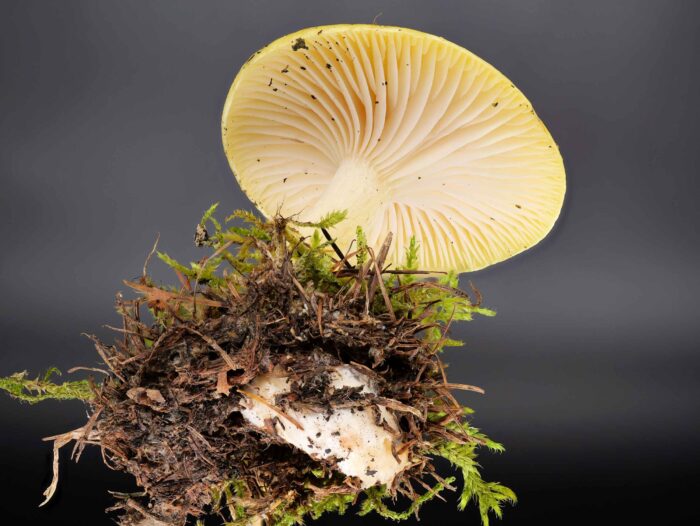 Hygrophorus lucorum – Ockerfarbener Lärchenschneckling, besitzt weit stehende Lamellen