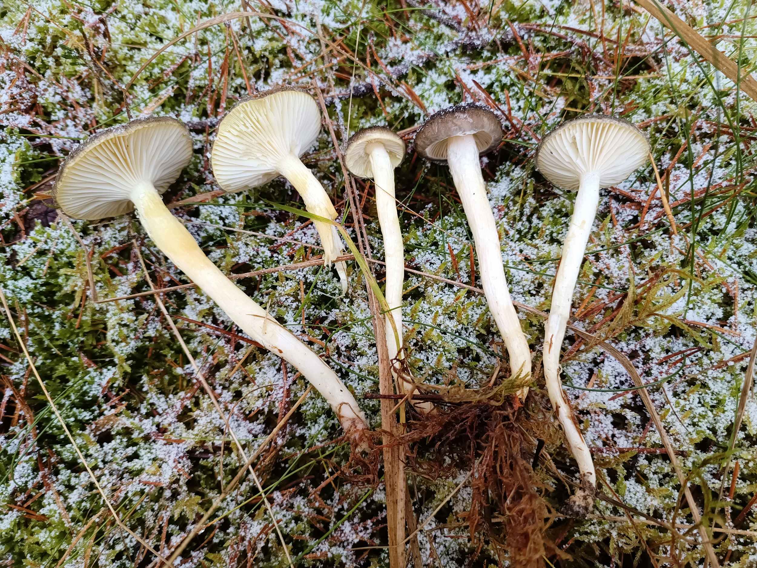 Hygrophorus hypothejus – Frostschenckling