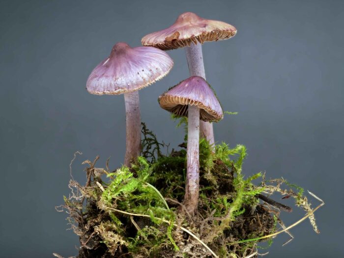 Inocybe lilacina – Lilaseidiger Risspilz, am Hut ist der seidige Überzug zu sehene