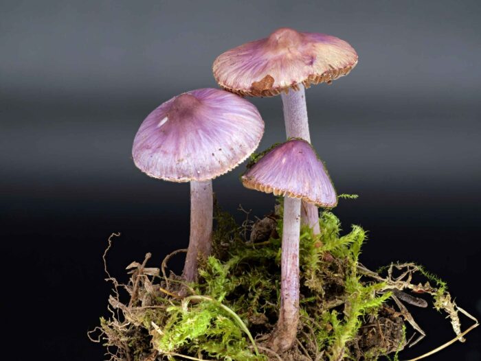 Inocybe lilacina – Lilaseidiger Risspilz, alle namensgebenden Merkmale sind zu sehen