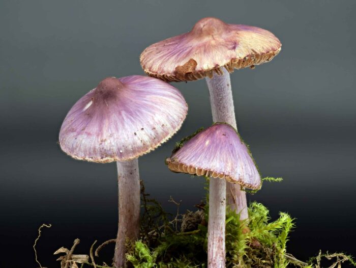 Inocybe lilacina – Lilaseidiger Risspilz, besitzt den arttypischen, spermatischen Geruch