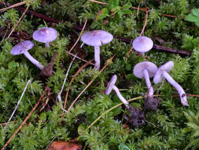 Inocybe lilacina – Lilaseidiger Risspilz, im strömenden Regen entsandt dieses schöne Bild