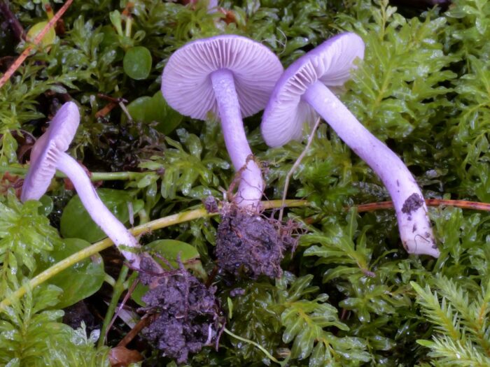 Inocybe lilacina – Lilaseidiger Risspilz, Gruppenbild