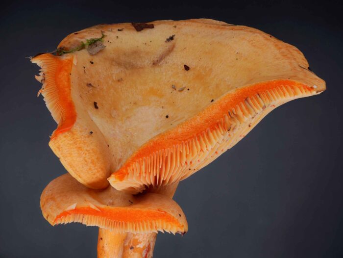Lactarius salmonicolor – Lachs-Reizker, frisch angeschnitten erscheint die orange Milch