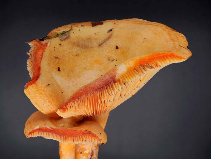 Lactarius salmonicolor – Lachs-Reizker, trocknet die orange Milch ein, färbt sie sich weinrot; links zu sehen