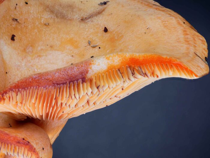 Lactarius salmonicolor – Lachs-Reizker, frische Milch, orange, angetrocknet weinrot