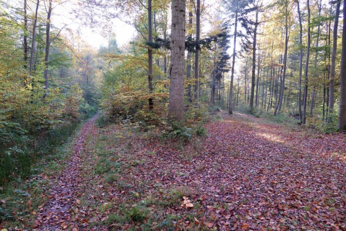 Lactarius salmonicolor – Lachs-Reizker, der große Nadelbaum ist einen Weißtanne