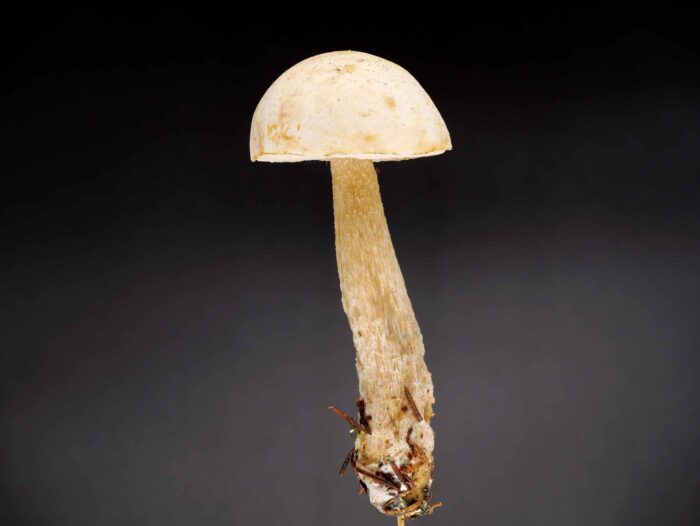 Leccinum holopus – Moor-Birkenpilz, auch der Stiel ist fast weiß