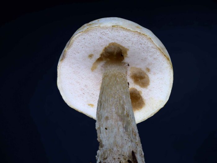 Leccinum holopus – Moor-Birkenpilz, alles an diesem Pilz ist fast weiß