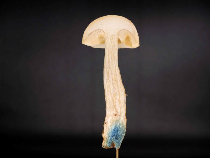 Leccinum holopus – Moor-Birkenpilz, arttypisch färbst sich die Stielbasis im Anschnitt blau