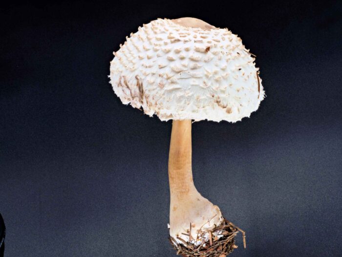 Leucoagaricus nympharum – Jungfernschirmling, der Stiel ist glatt
