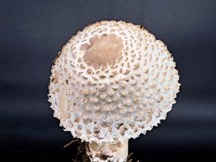 Leucoagaricus nympharum – Jungfernschirmling, typisch sind die weit abstehenden Schuppen