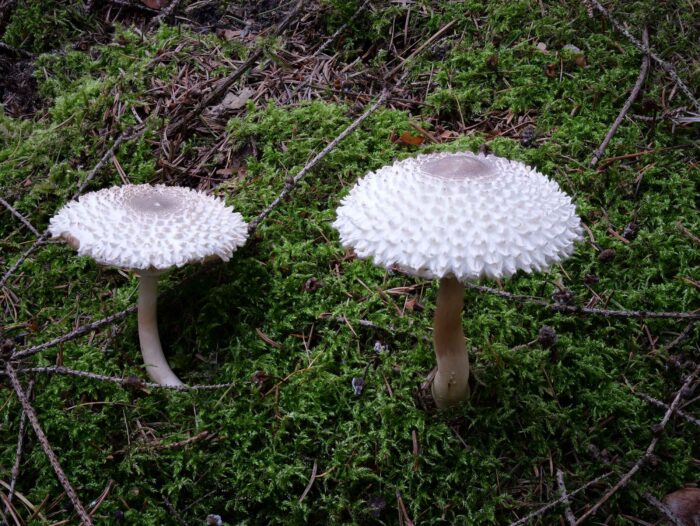 Leucoagaricus nympharum – Jungfernschirmling, die Pilze sind traumhaft schön