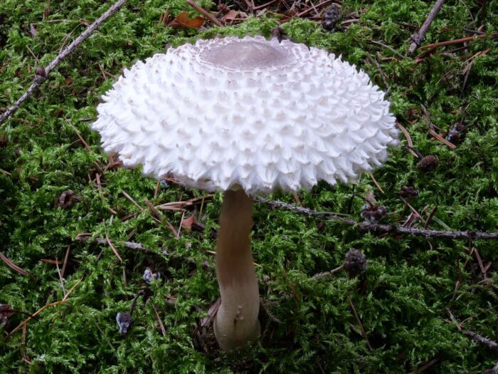 Leucoagaricus nympharum – Jungfernschirmling, die Schuppen stehen gebogen und weit ab