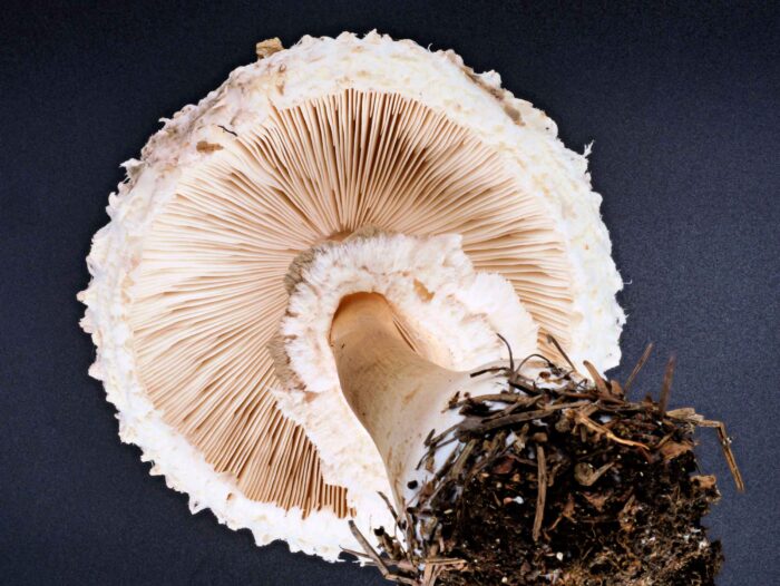 Leucoagaricus nympharum – Jungfernschirmling, Blick auf die Lamellen