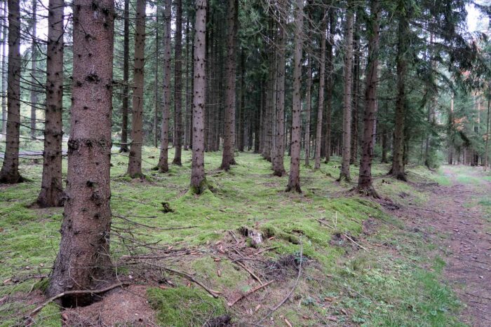 Leucoagaricus nympharum – Jungfernschirmling, Fundort ist ein Fichtenhochwald
