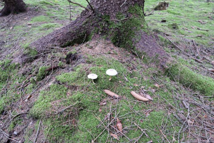 Leucoagaricus nympharum – Jungfernschirmling, Fundort nahe Mehltheuer