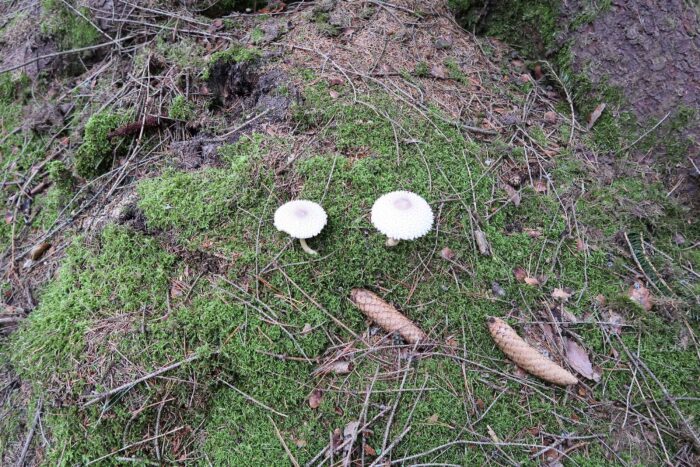 Leucoagaricus nympharum – Jungfernschirmling, 2 Pilze mit rund 11 cm Durchmesser