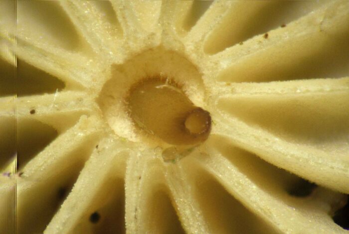 Marasmius wettsteinii – Nadelstreu - Käsepilzchen, die Lamellen bilden einen Ring, das sogenannte Collar