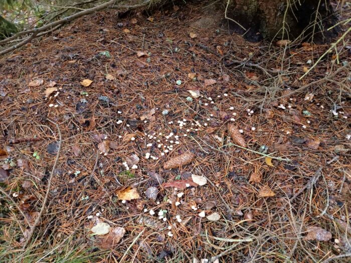 Marasmius wettsteinii – Nadelstreu - Käsepilzchen, wächst auf Nadelstreu der Fichte