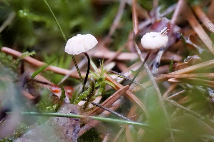 Marasmius wettsteinii – Nadelstreu - Käsepilzchen, Makroaufnahme im Wald