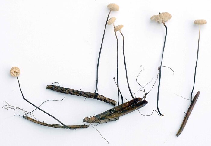 Marasmius wettsteinii – Nadelstreu - Käsepilzchen, die Pilze wachsen auf einzelnen Nadeln der Fichte