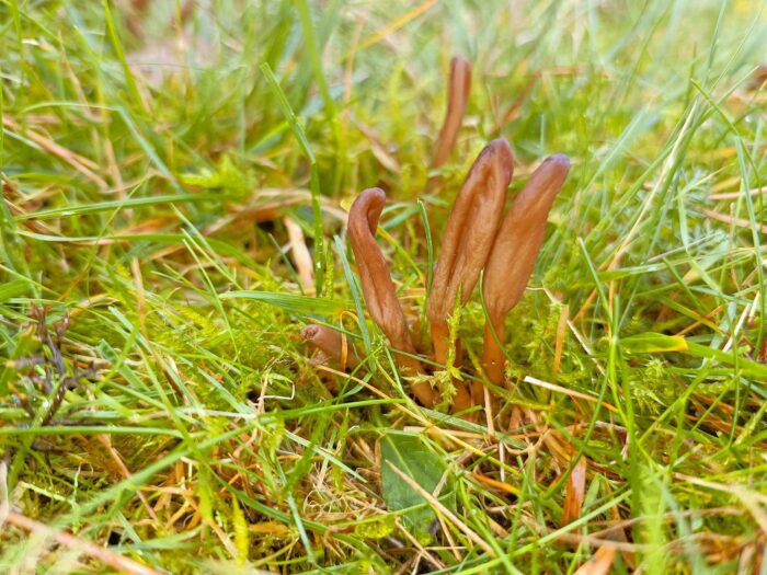Microglossum rufescens – eine sehr seltene Erdzunge, dieser Pilz wurde in Deutschland nur an 4 Stellen gefunden