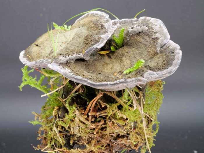 Phellodon niger – Schwarzer Korkstacheling, samtige Hutoberfläche