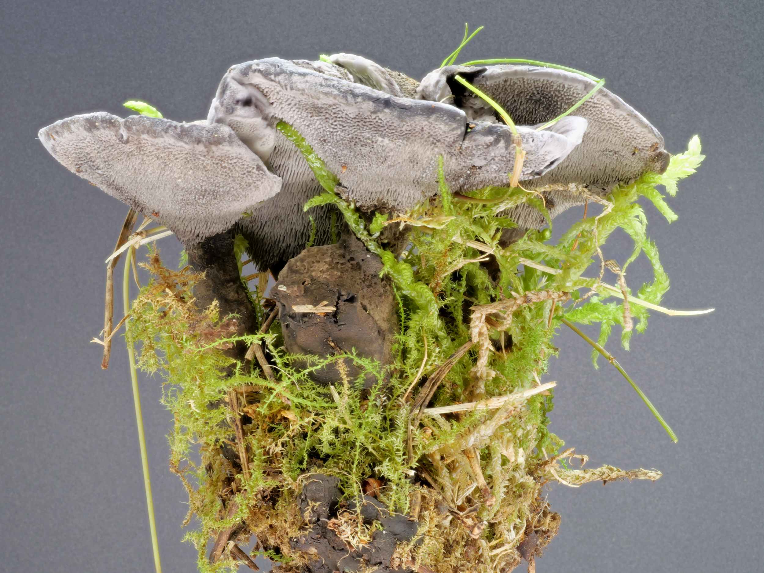 Phellodon niger – Schwarzer Korkstacheling