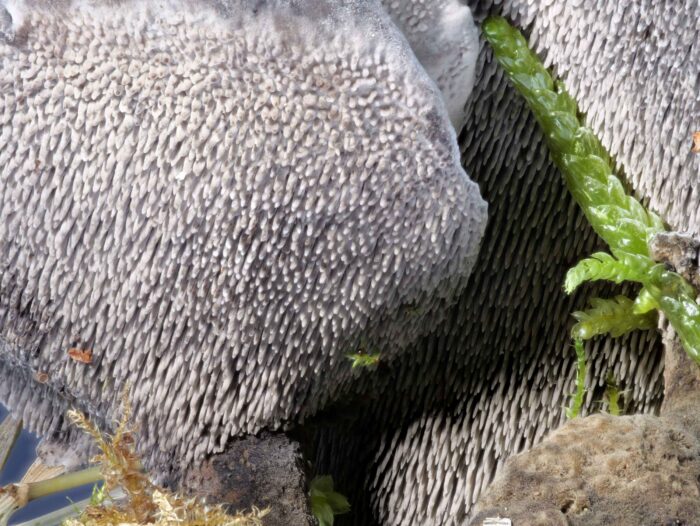 Phellodon niger – Schwarzer Korkstacheling, Makroaufnahme der Stacheln
