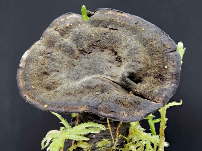 Phellodon niger – Schwarzer Korkstacheling, Makroaufnahme der samtigen Hutoberfläche