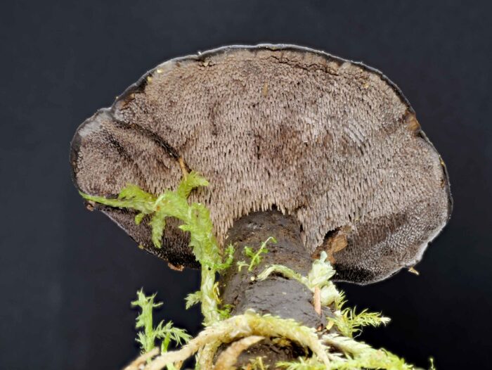 Phellodon niger – Schwarzer Korkstacheling, keine Lamellen, keine Röhren, sondern Stacheln als Fruchtschicht