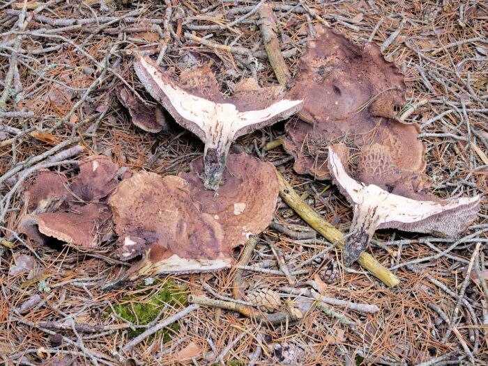 Sarcodon glaucopus – Blaufüßiger Stacheling, ein sehr seltener Fund
