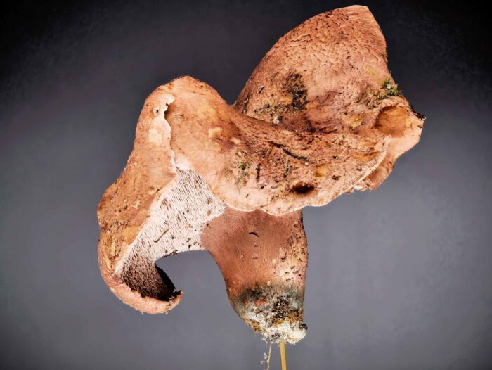 Sarcodon glaucopus – Blaufüßiger Stacheling, Seitenansicht mit Blauem Fuß