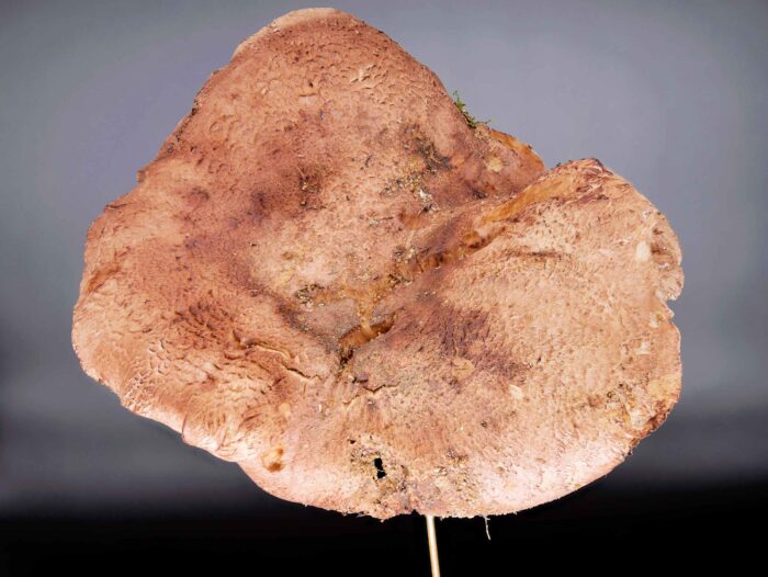 Sarcodon glaucopus – Blaufüßiger Stacheling, typische Färbung