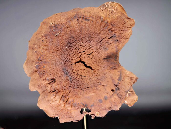 Sarcodon glaucopus – Blaufüßiger Stacheling, die Hutoberfläche ist rissig wie weiches Leder