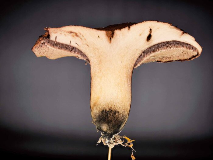 Sarcodon glaucopus – Blaufüßiger Stacheling, Makrobild, das Blau ist deutlich im Fuß zu sehen