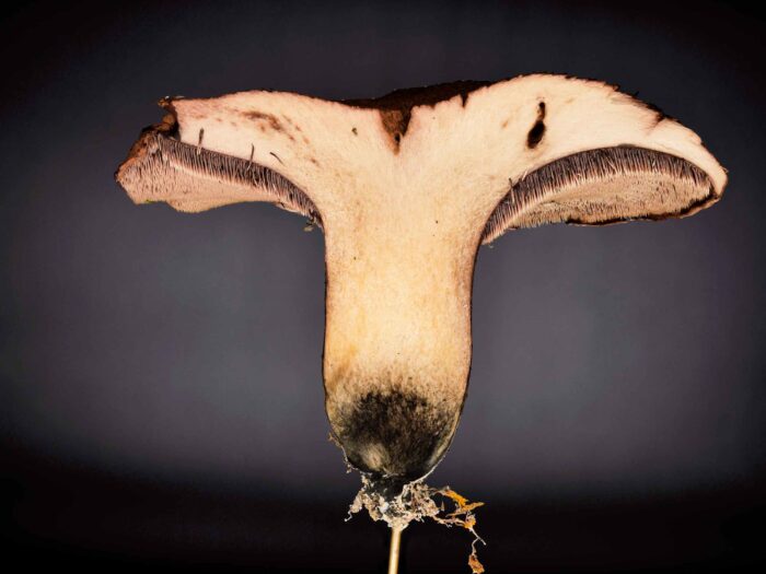 Sarcodon glaucopus – Blaufüßiger Stacheling, Makrobild, Schnittbild