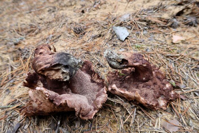Sarcodon glaucopus – Blaufüßiger Stacheling, alte Fruchtkörper, welche den deutlich den blauen Fuß zeigen