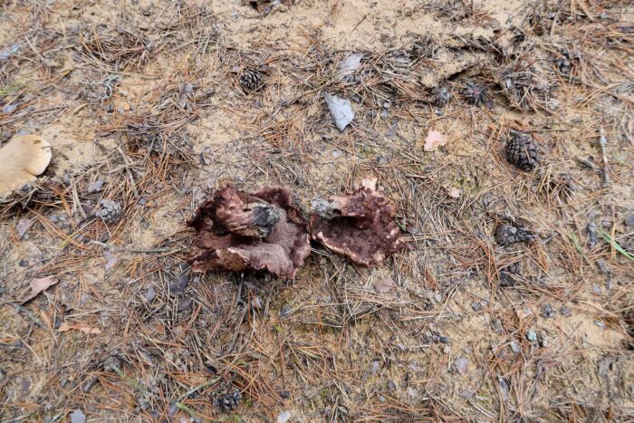 Sarcodon glaucopus – Blaufüßiger Stacheling, alte Fruchtkörper, welche den blauen Fuß zeigen